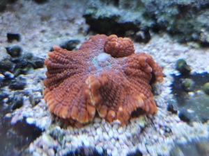 Scheibenanemone rot Koralle Bild 3