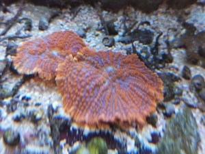 Scheibenanemone rot Koralle Bild 2