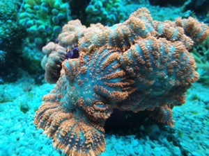 Scheibenanemone rot Koralle Bild 1