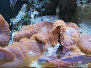 Scheibenanemone rot Koralle Bild 5
