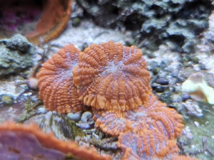 Scheibenanemone rot Koralle Bild 4