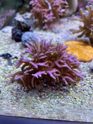 Korallenableger, Meerwasseraquaristik Bild 2
