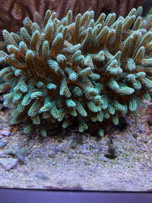 Korallenableger, Meerwasseraquaristik Bild 9