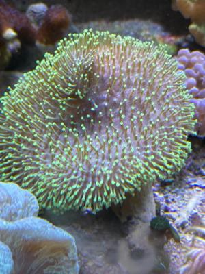 Korallenableger, Meerwasseraquaristik Bild 3