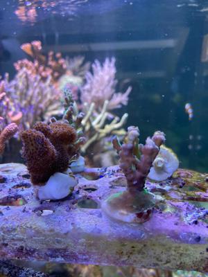 Korallenableger, Meerwasseraquaristik Bild 4