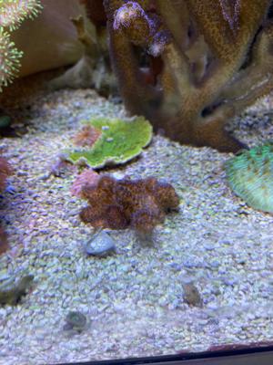 Korallenableger, Meerwasseraquaristik Bild 7