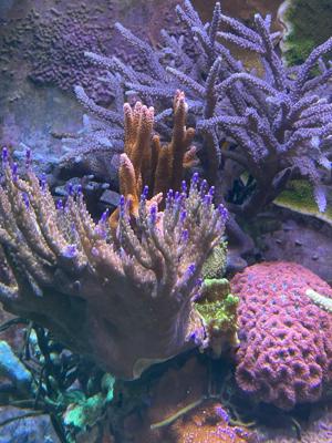 Korallenableger, Meerwasseraquaristik Bild 10