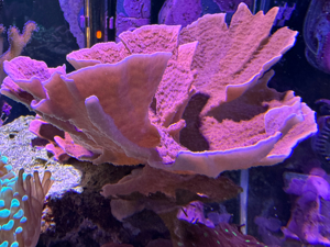Korallenableger, verschiedene Sorten. Bild 3