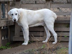 Bastian sucht sein Zuhause (noch auf Sardinien)