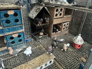 Volieren Hühner, Tauben, Kaninchen Takla Tauben Konya Mardin Miro Bild 10