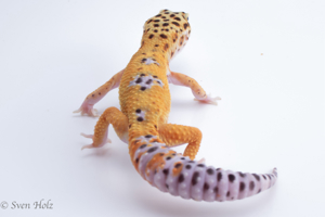 Männliche Giant Leopardgeckos Bild 6