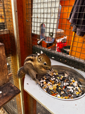 Streifenhörnchen Baumstreifenhörnchen abzugeben.