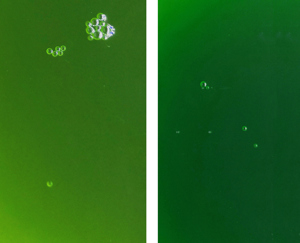 Phytoplankton Mix Nannochloropsis Salina und Synechococcus