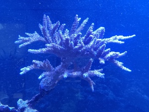 Großer Korallen-Mutterstock Acropora "blau-rosa" Bild 1
