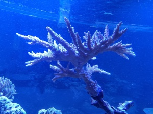 Großer Korallen-Mutterstock Acropora "blau-rosa" Bild 2