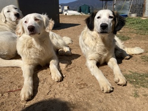 Lyra, geb. ca. 06 2021, lebt in GRIECHENLAND, auf einem Gelände, auf dem Hunde notdürftig versorgt Bild 2