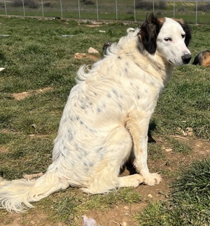 Lyra, geb. ca. 06 2021, lebt in GRIECHENLAND, auf einem Gelände, auf dem Hunde notdürftig versorgt Bild 10
