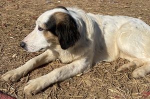 Lyra, geb. ca. 06 2021, lebt in GRIECHENLAND, auf einem Gelände, auf dem Hunde notdürftig versorgt Bild 7
