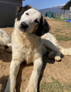 Lyra, geb. ca. 06 2021, lebt in GRIECHENLAND, auf einem Gelände, auf dem Hunde notdürftig versorgt Bild 4