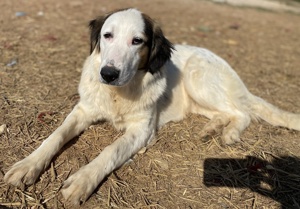 Lyra, geb. ca. 06 2021, lebt in GRIECHENLAND, auf einem Gelände, auf dem Hunde notdürftig versorgt Bild 9