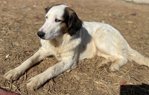 Lyra, geb. ca. 06 2021, lebt in GRIECHENLAND, auf einem Gelände, auf dem Hunde notdürftig versorgt Bild 8