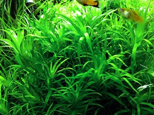 Seegrasblättriges Trugkölbchen, Wasserpflanze, Versand  Abholung Bild 2