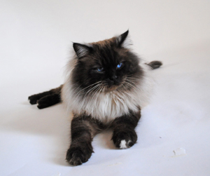 Ragdolldeckkater hat Zeit