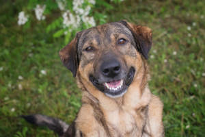 *SMILEY* liebt Menschen und fühlt sich zu Artgenossen hingezogen. 