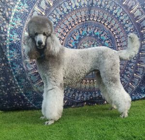 Königspudel Großpudel Deckrüde silber 