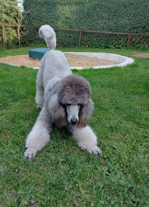 Königspudel Großpudel Deckrüde  Bild 7