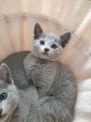 Absolute Schönheiten & total Menschenbezogene Katzenkinder, mit Ahnentafel Bild 17