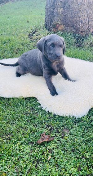 Wunderschöne reinrassige Labradorwelpen 