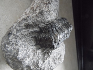 Fossilien Trilobit Bild 4