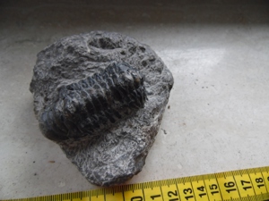 Fossilien Trilobit Bild 3