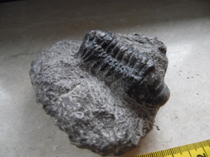 Fossilien Trilobit Bild 2