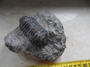 Fossilien Trilobit