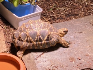 Geochelone platynota (Thailändische Riesensternschildkröte) Burma Sternschildkröte