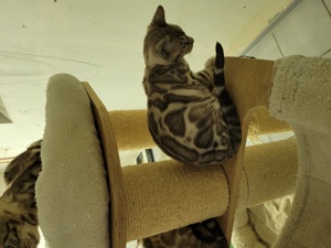 Bengal Kitten :weiblich Mink Bild 3