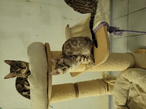 Bengal Kitten :weiblich Mink Bild 5