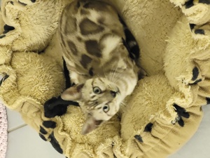 Bengal Kitten :weiblich Mink Bild 2
