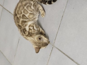 Bengal Kitten :weiblich Mink Bild 8