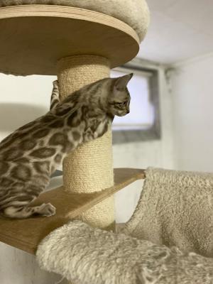 Bengal Kitten :weiblich Mink Bild 6