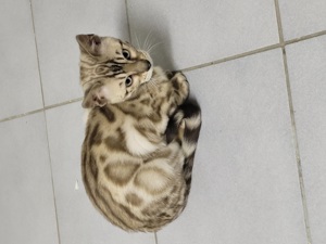 Bengal Kitten :weiblich Mink Bild 1