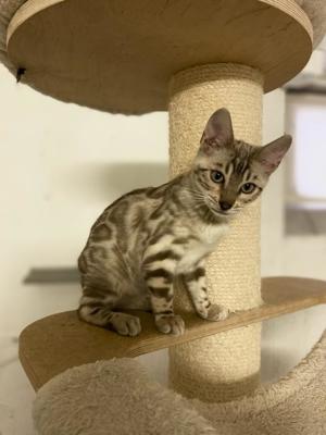 Bengal Kitten :weiblich Mink Bild 7