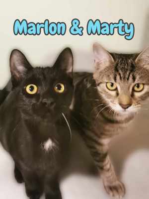 Die Brüder Marlon & Marty suchen ein liebevolles Zuhause 