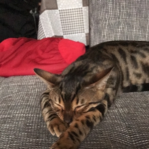 Simba & Twinky, zwei Kater (Bengal und BKH) suchen ein liebevolles neues Zuhause 