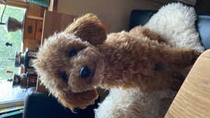 Toypudel Deckrüde 