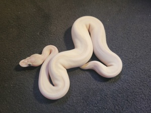 königspythons enz 2024 und zuchttiere Bild 2