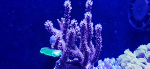 Meerwasser Korallen Ableger SPS LPS Bild 6