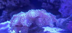 Meerwasser Korallen Ableger SPS LPS Bild 5
